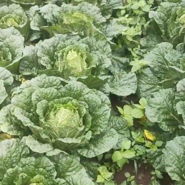高山蔬菜价格便宜