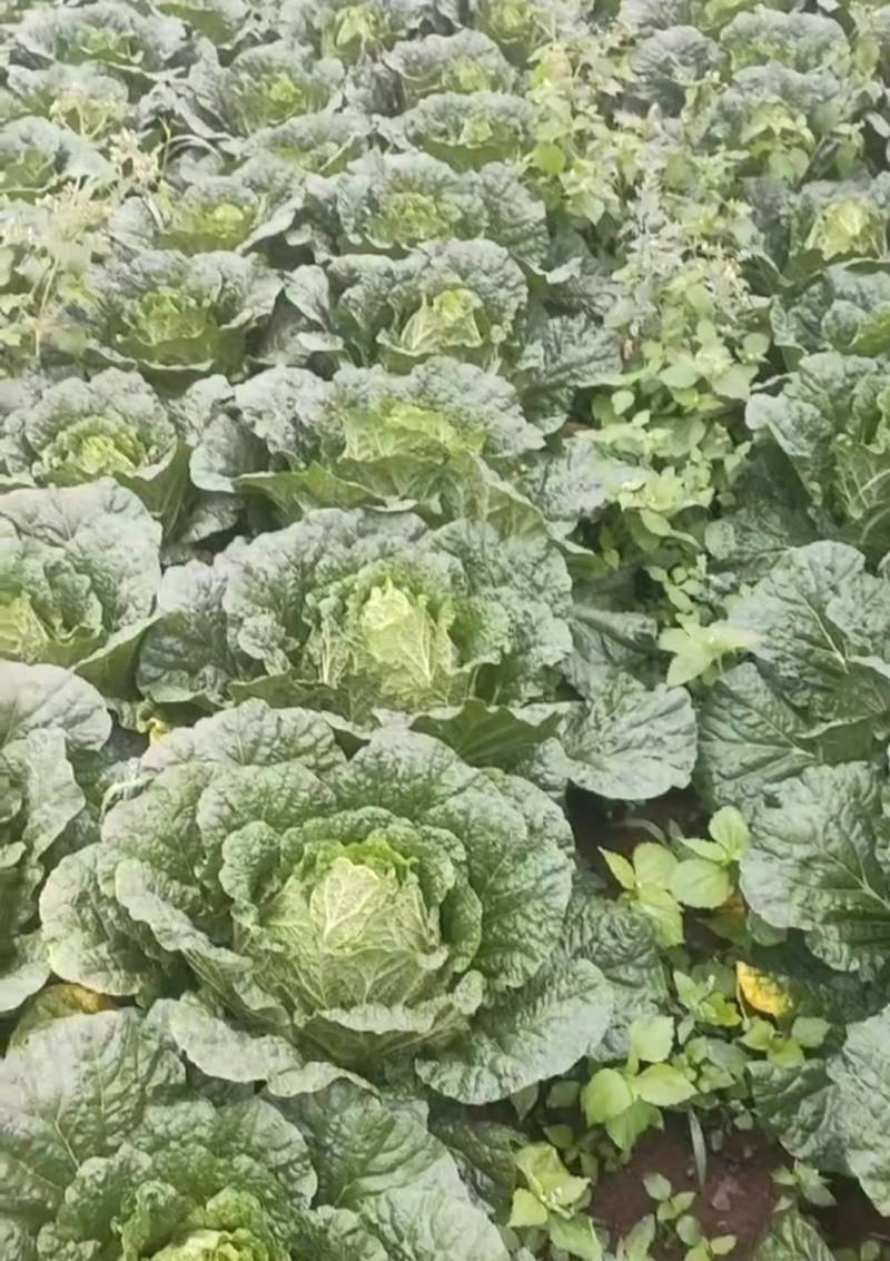 高山蔬菜价格便宜