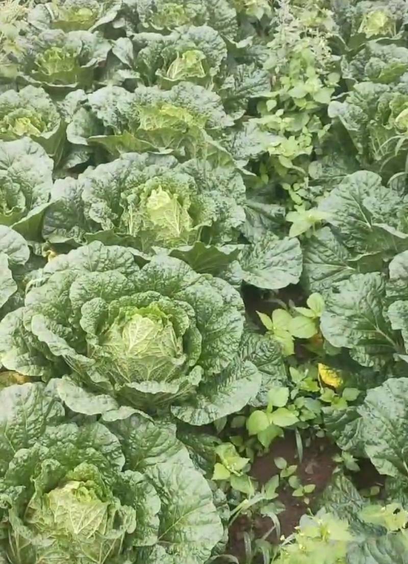 高山蔬菜价格便宜