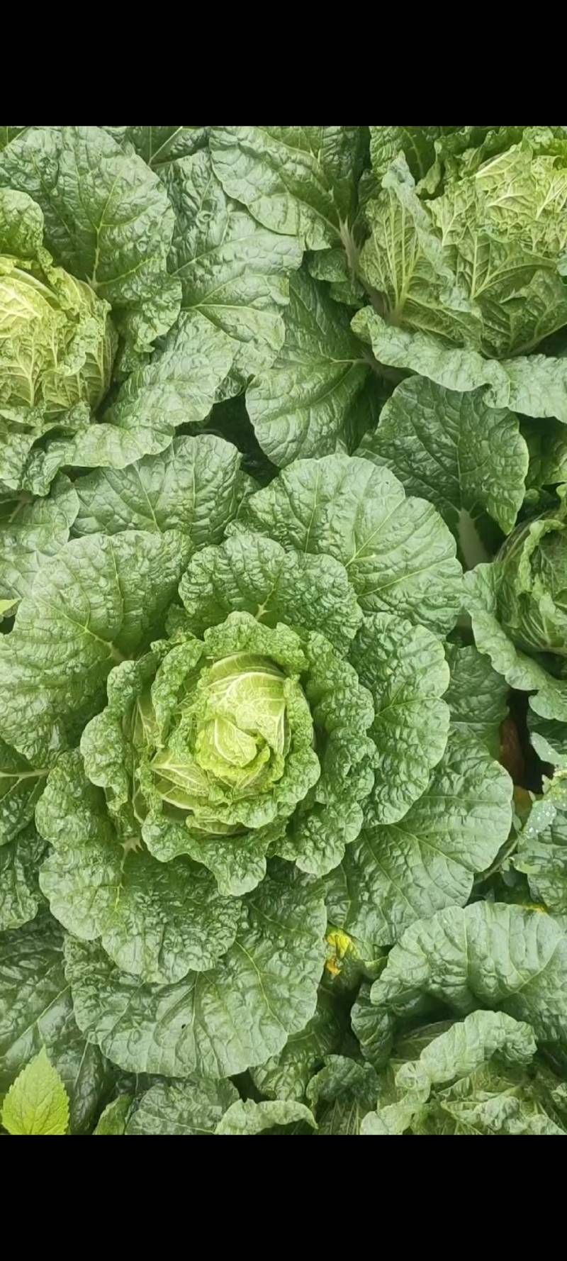 高山蔬菜价格便宜