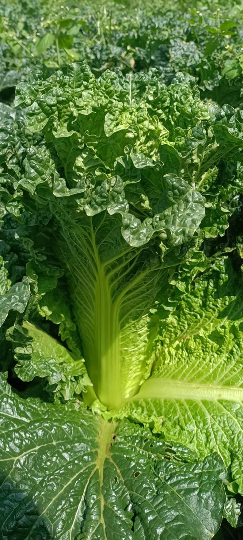 高山蔬菜价格便宜