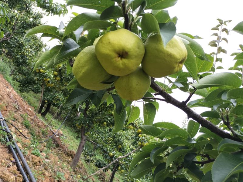 蜂糖梨