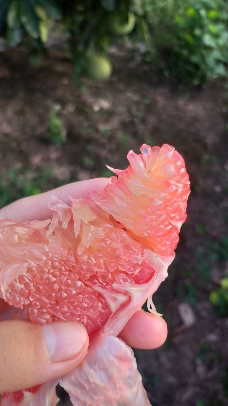 红宝石青柚果品质口感较好，品质优等货源充足