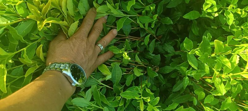 茶树苗黄金芽黄金叶量大从优成活率高欢迎电话联系