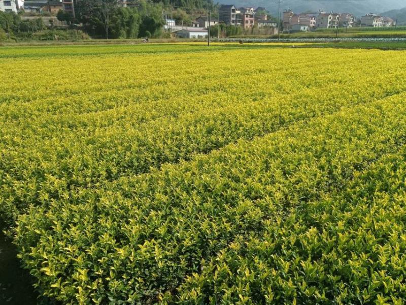 茶树苗黄金芽黄金叶量大从优成活率高欢迎电话联系