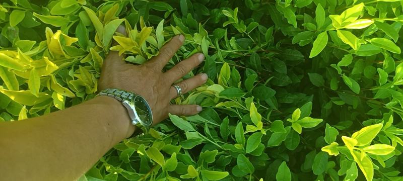 茶树苗黄金芽黄金叶量大从优成活率高欢迎电话联系