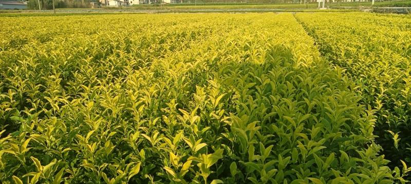 茶树苗黄金芽黄金叶量大从优成活率高欢迎电话联系