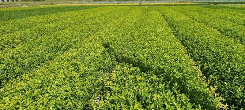 茶树苗黄金芽黄金叶量大从优成活率高欢迎电话联系