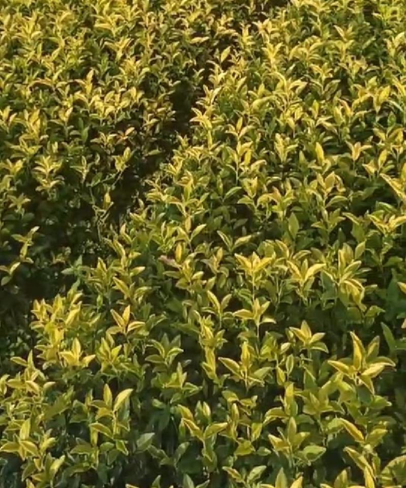茶树苗黄金芽黄金叶量大从优成活率高欢迎电话联系