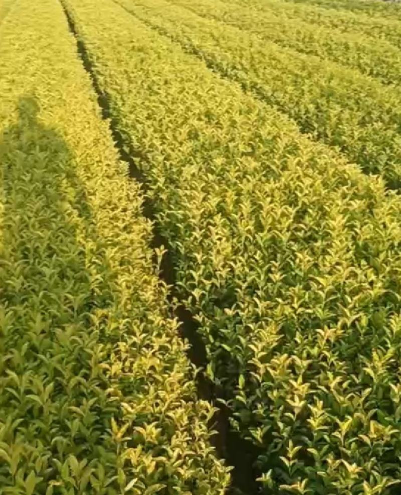 茶树苗黄金芽黄金叶量大从优成活率高欢迎电话联系