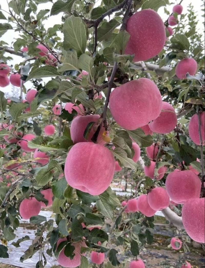 【陕西富士苹果】，一件代发，对接各种渠道台，三包公司