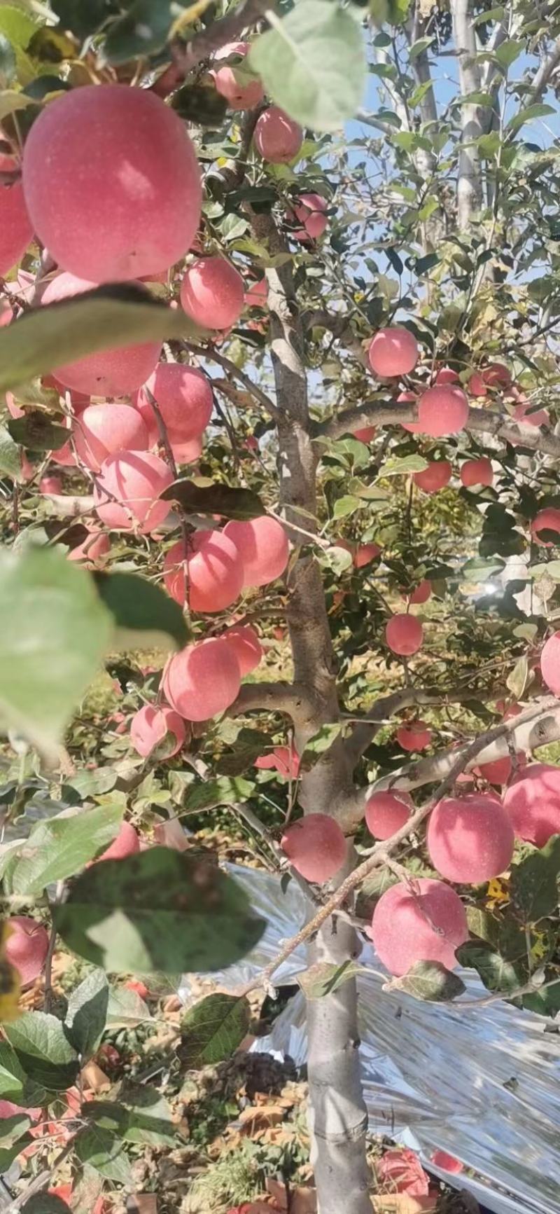 【陕西富士苹果】，一件代发，对接各种渠道台，三包公司