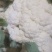 精品菜花开始上市，目前56.58.65.花菜陆续上市有需