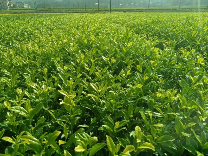 精品茶树苗安吉奶白茶苗基地供货量大从优欢迎电话联系