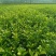精品茶树苗安吉奶白茶苗基地供货量大从优欢迎电话联系