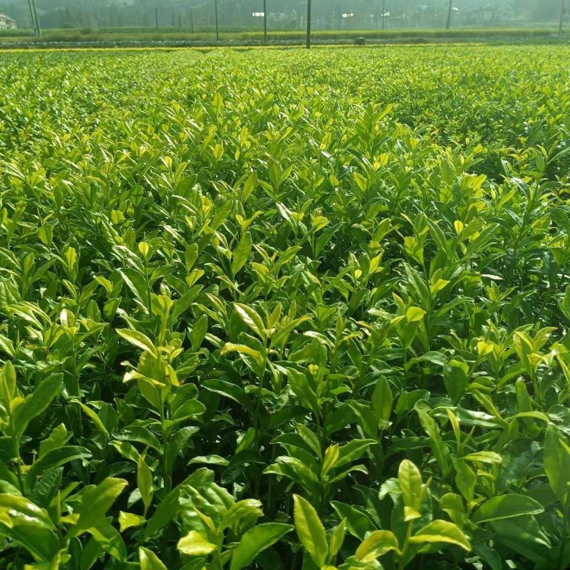 精品茶树苗安吉奶白茶苗基地供货量大从优欢迎电话联系