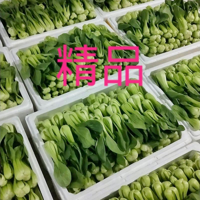 精品小青菜小油菜上海青产地直供合作各电商平台代收代发