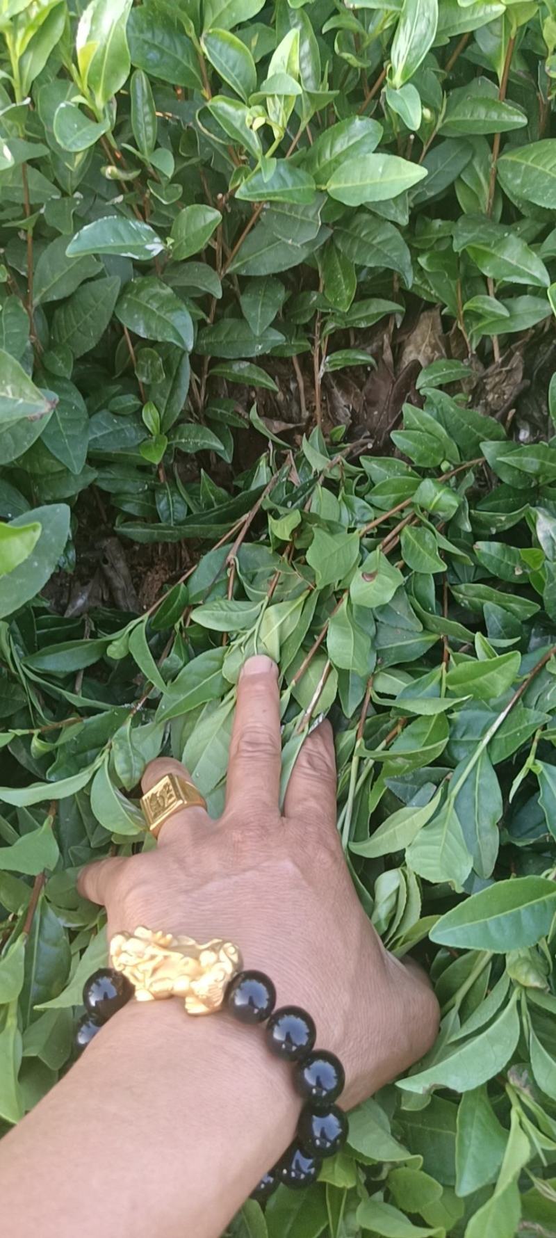 精品茶树苗安吉白茶苗根系发达成活率高欢迎电话联系