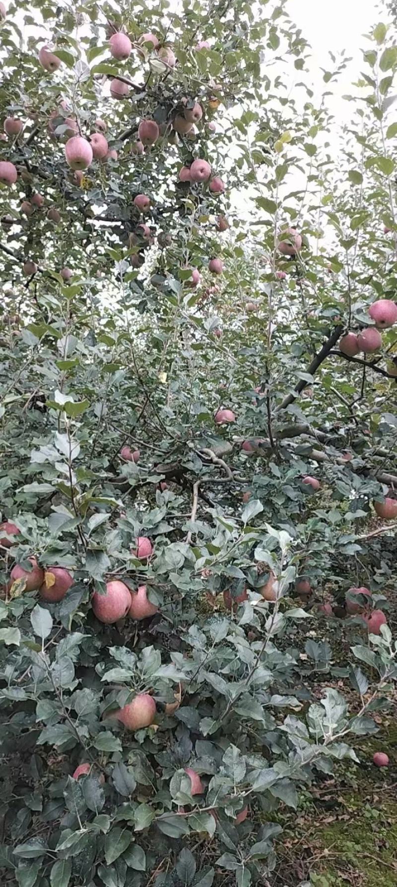 【优选】汉源糖心苹果/诚信经营/全国发货/欢迎咨询