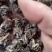 猫爪草种苗产地直供量大从优城信经营技术指导包回收猫爪草