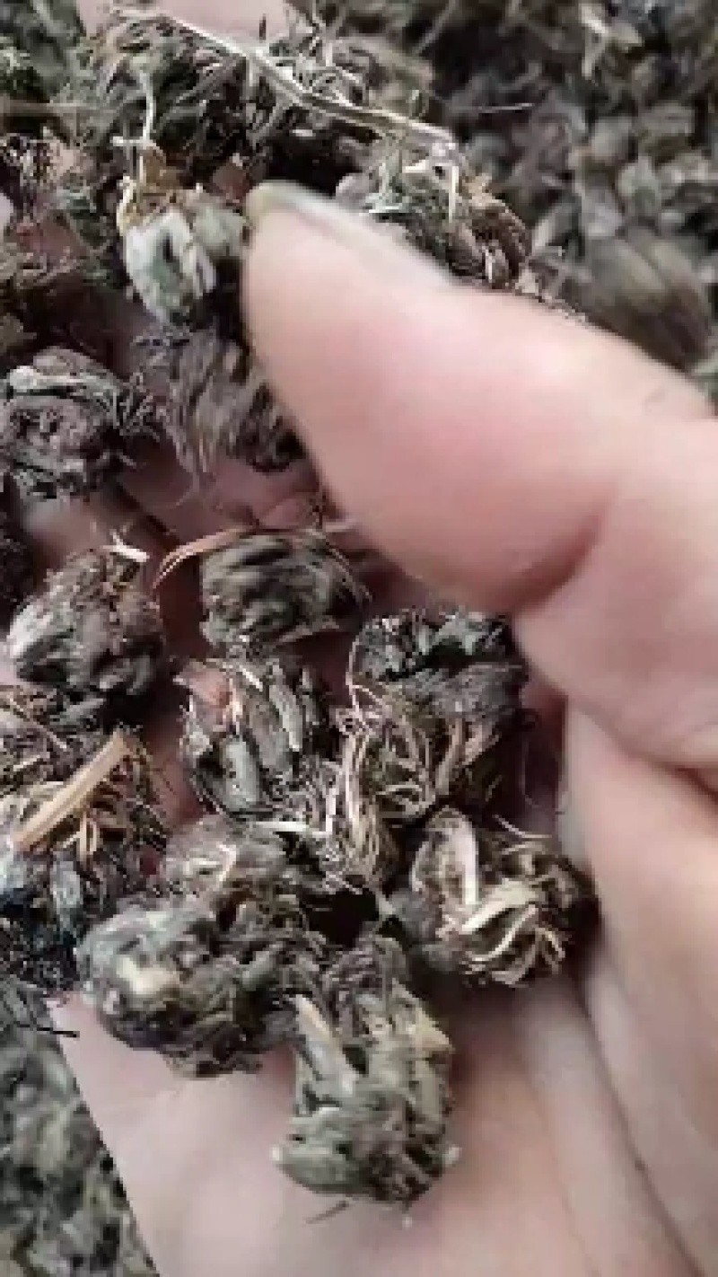 猫爪草种苗产地直供量大从优城信经营技术指导包回收猫爪草