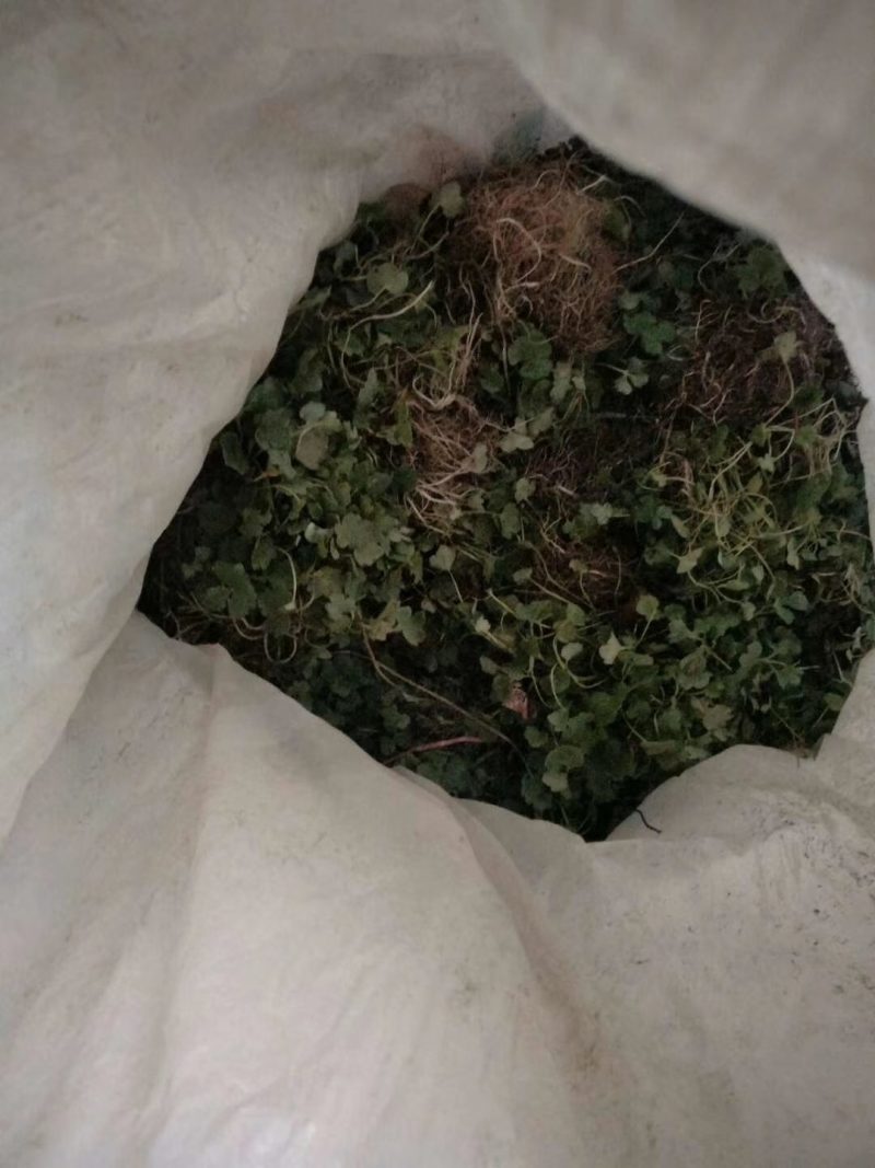 猫爪草种苗产地直供量大从优城信经营技术指导包回收猫爪草