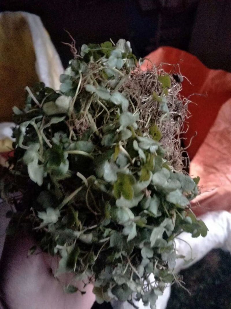 猫爪草种苗产地直供量大从优城信经营技术指导包回收猫爪草