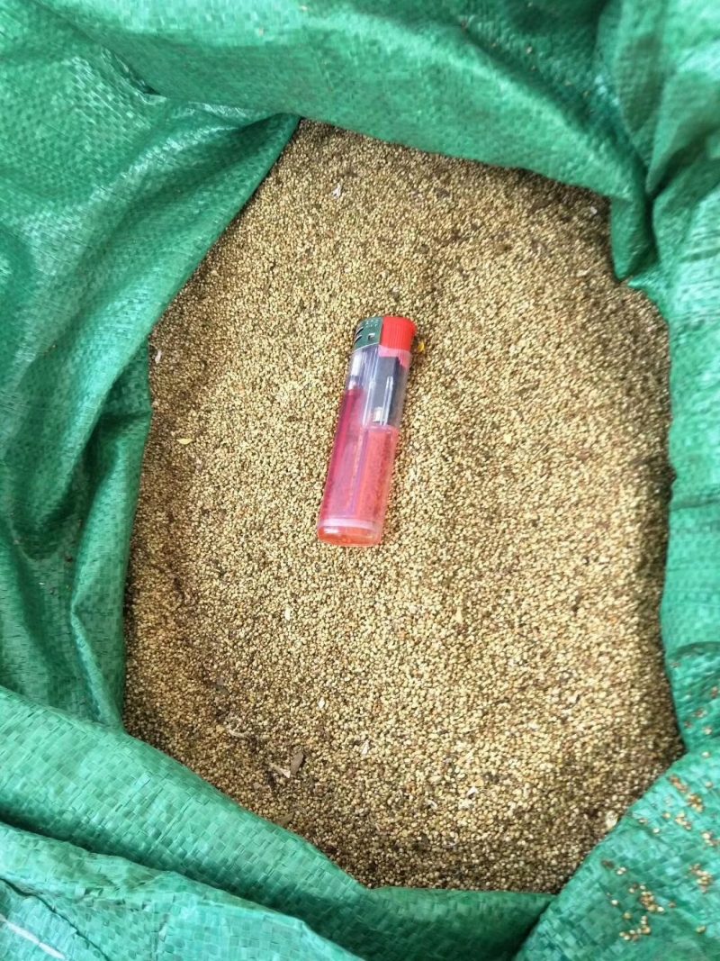 猫爪草种苗产地直供量大从优城信经营技术指导包回收猫爪草