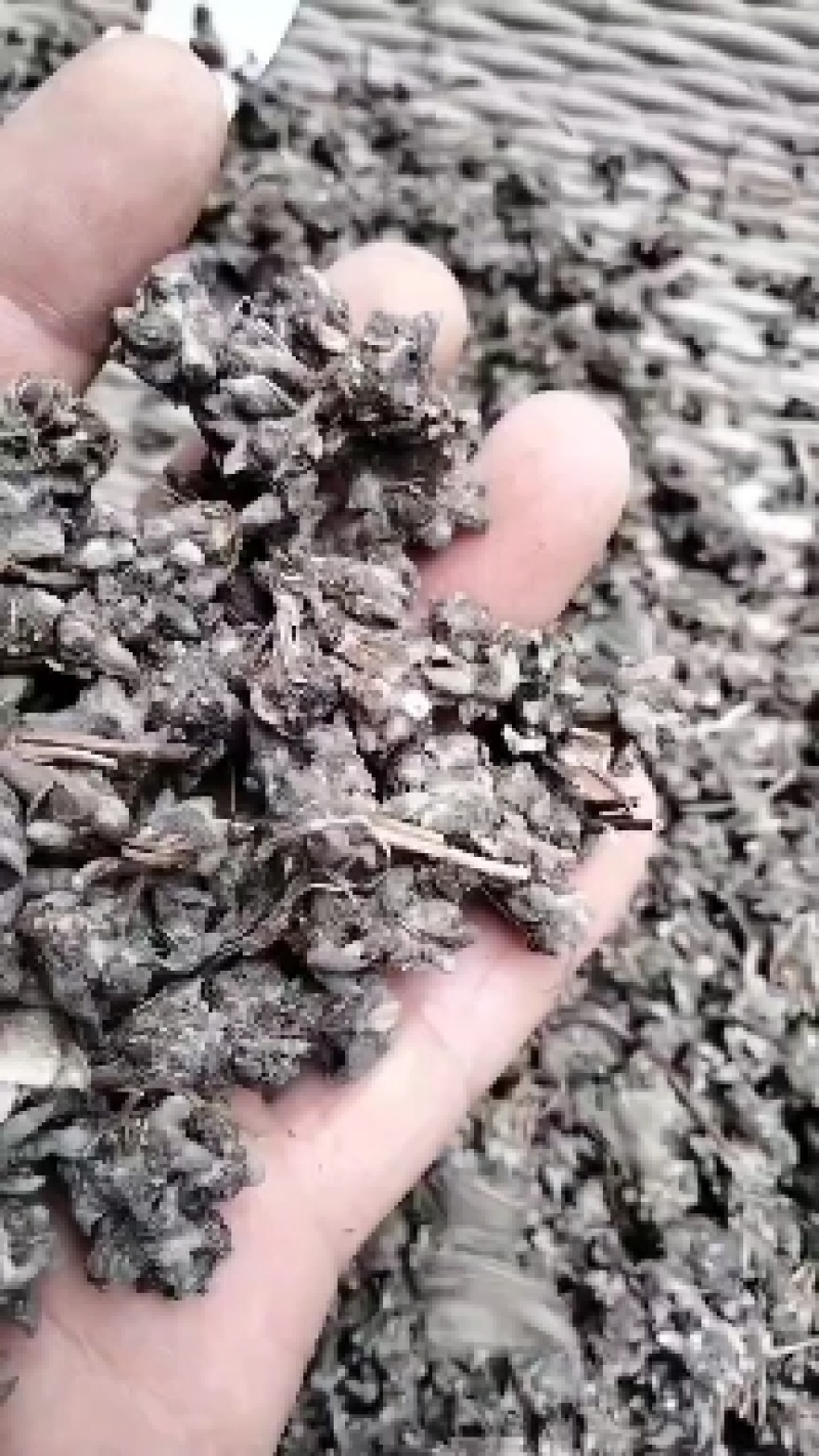猫爪草种苗产地直供量大从优城信经营技术指导包回收猫爪草