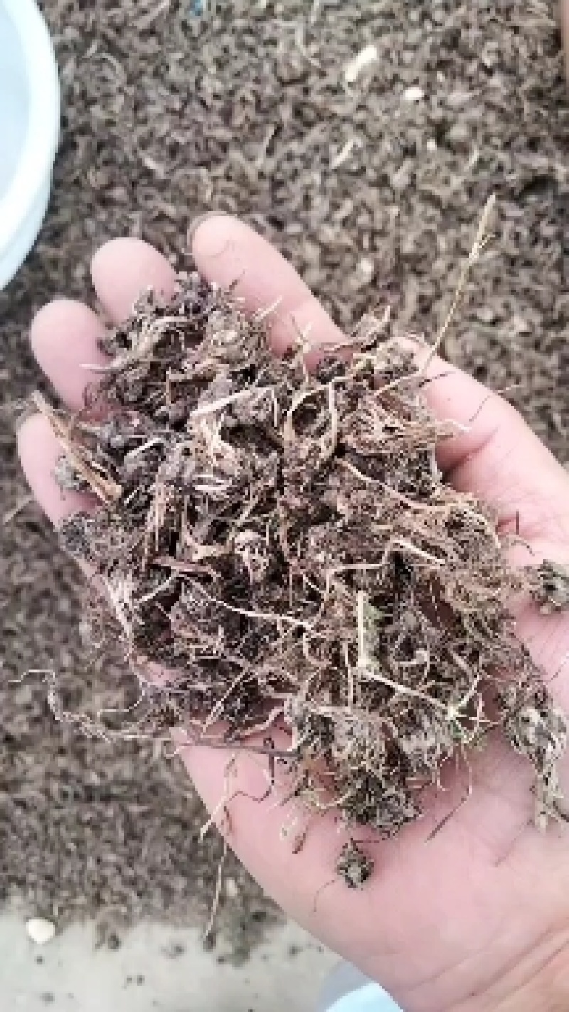 猫爪草种苗产地直供量大从优城信经营技术指导包回收猫爪草