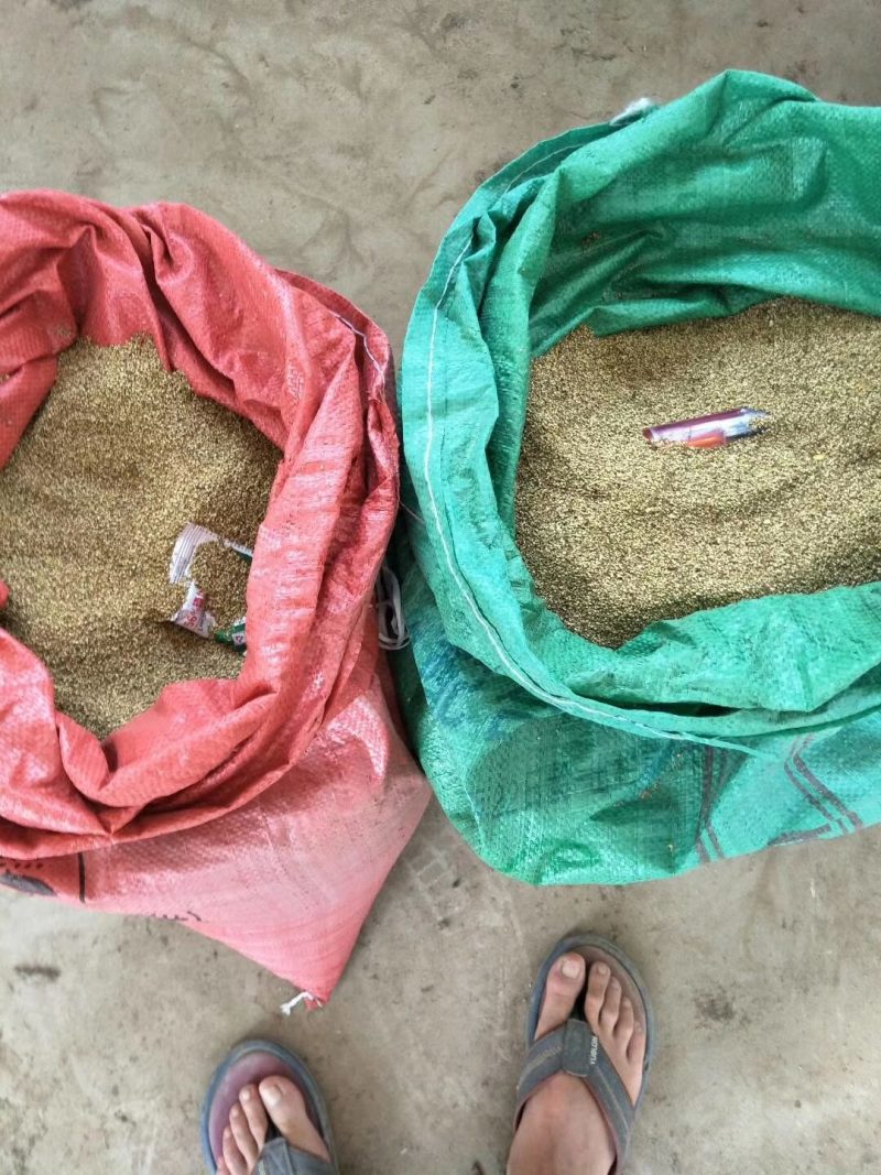 猫爪草种苗产地直供量大从优城信经营技术指导包回收猫爪草