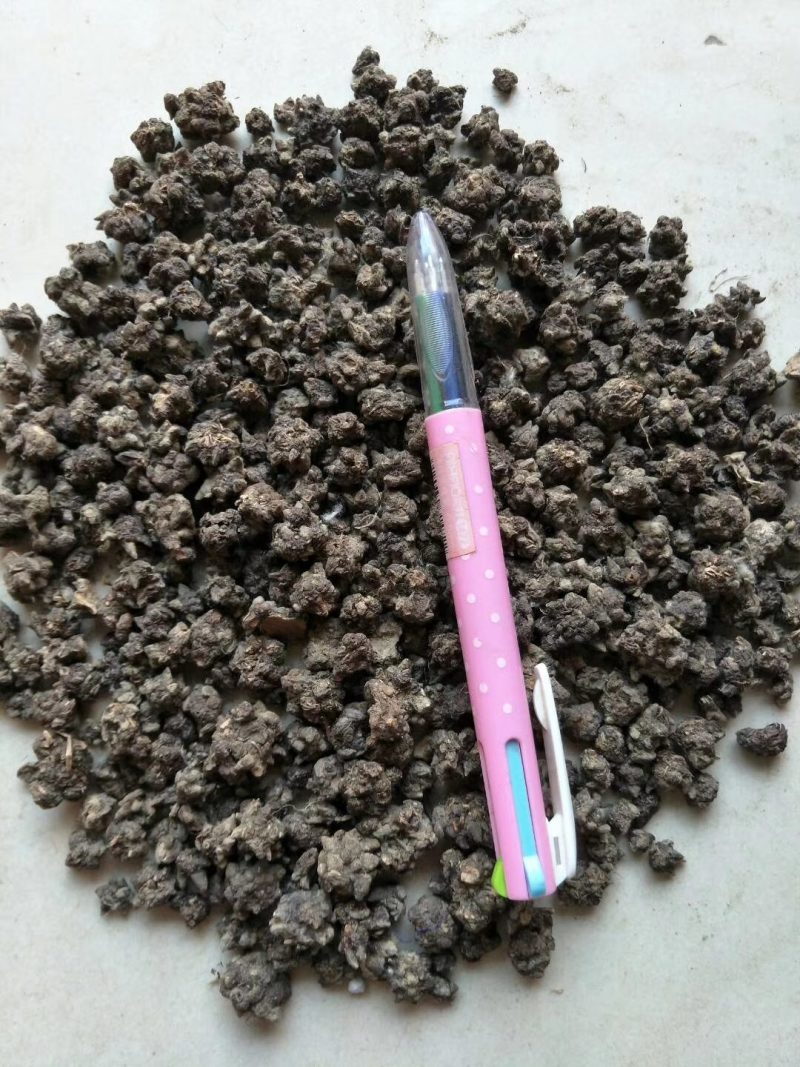 猫爪草种苗产地直供量大从优城信经营技术指导包回收猫爪草