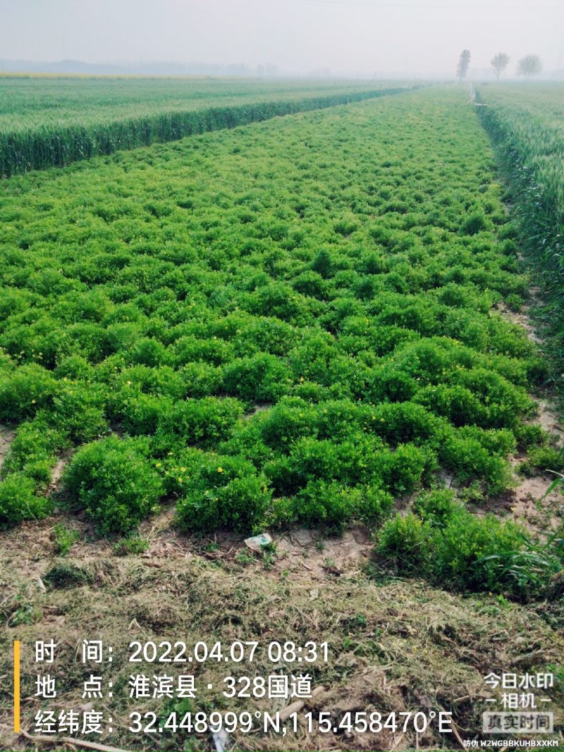 猫爪草种苗产地直供量大从优城信经营技术指导包回收猫爪草