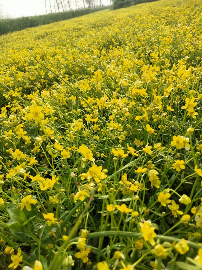猫爪草种苗产地直供量大从优城信经营技术指导包回收猫爪草
