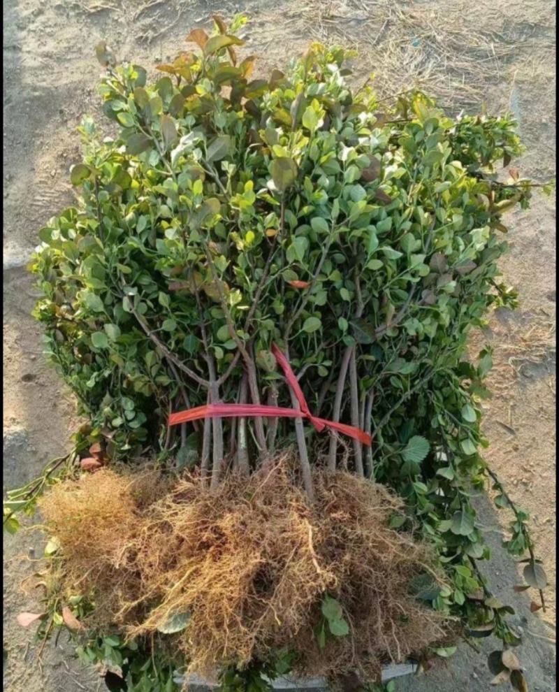 绿化苗扶芳藤卫矛苗不懂勿拍非果苗地摊专用苗长期批发