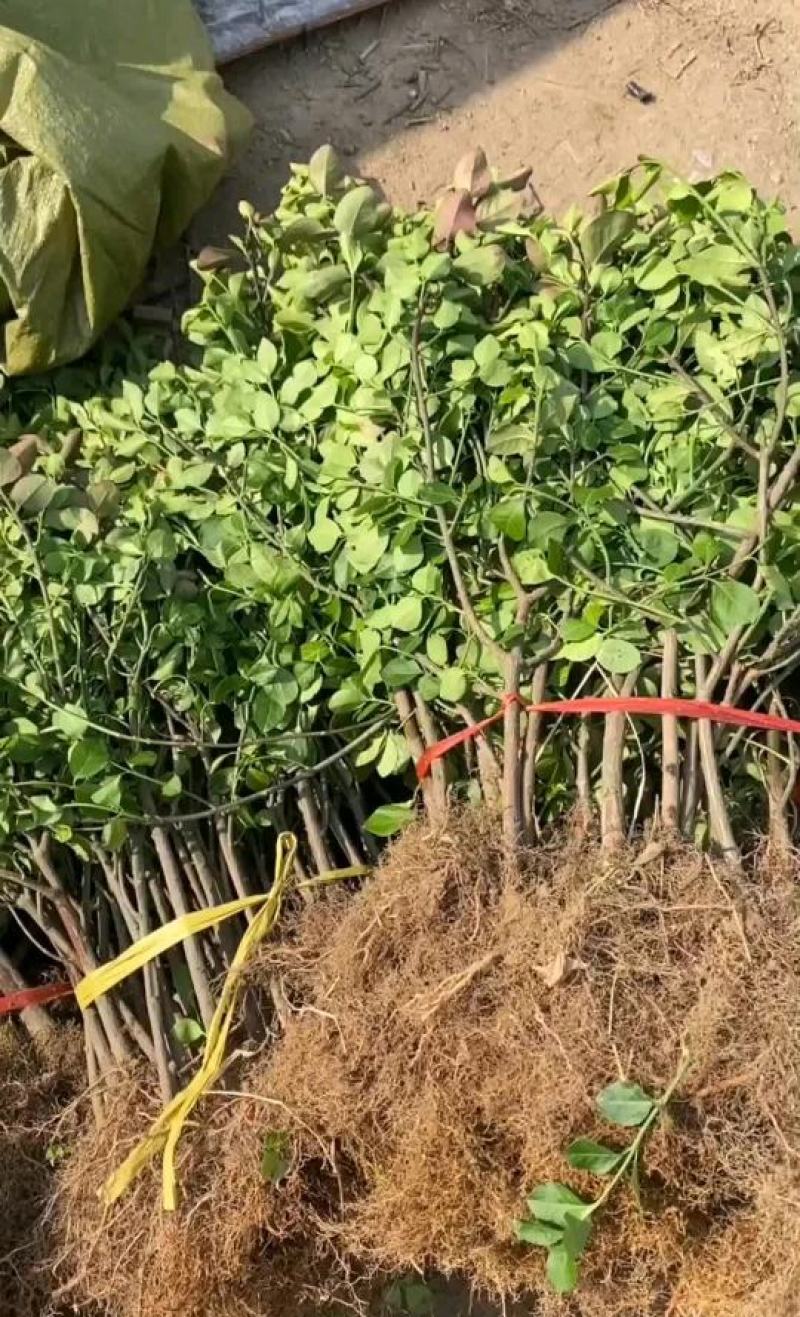 绿化苗扶芳藤卫矛苗不懂勿拍非果苗地摊专用苗长期批发