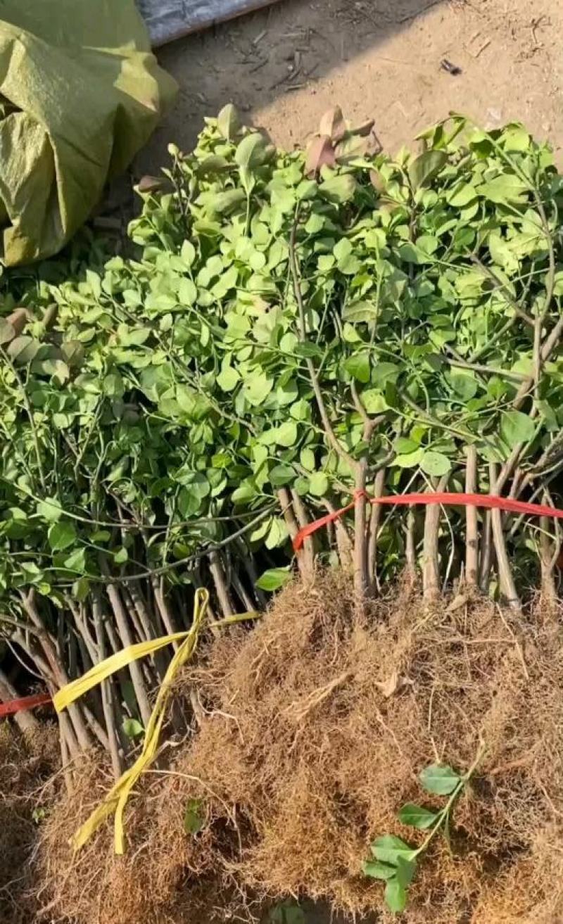 绿化苗扶芳藤卫矛苗不懂勿拍非果苗地摊专用苗长期批发