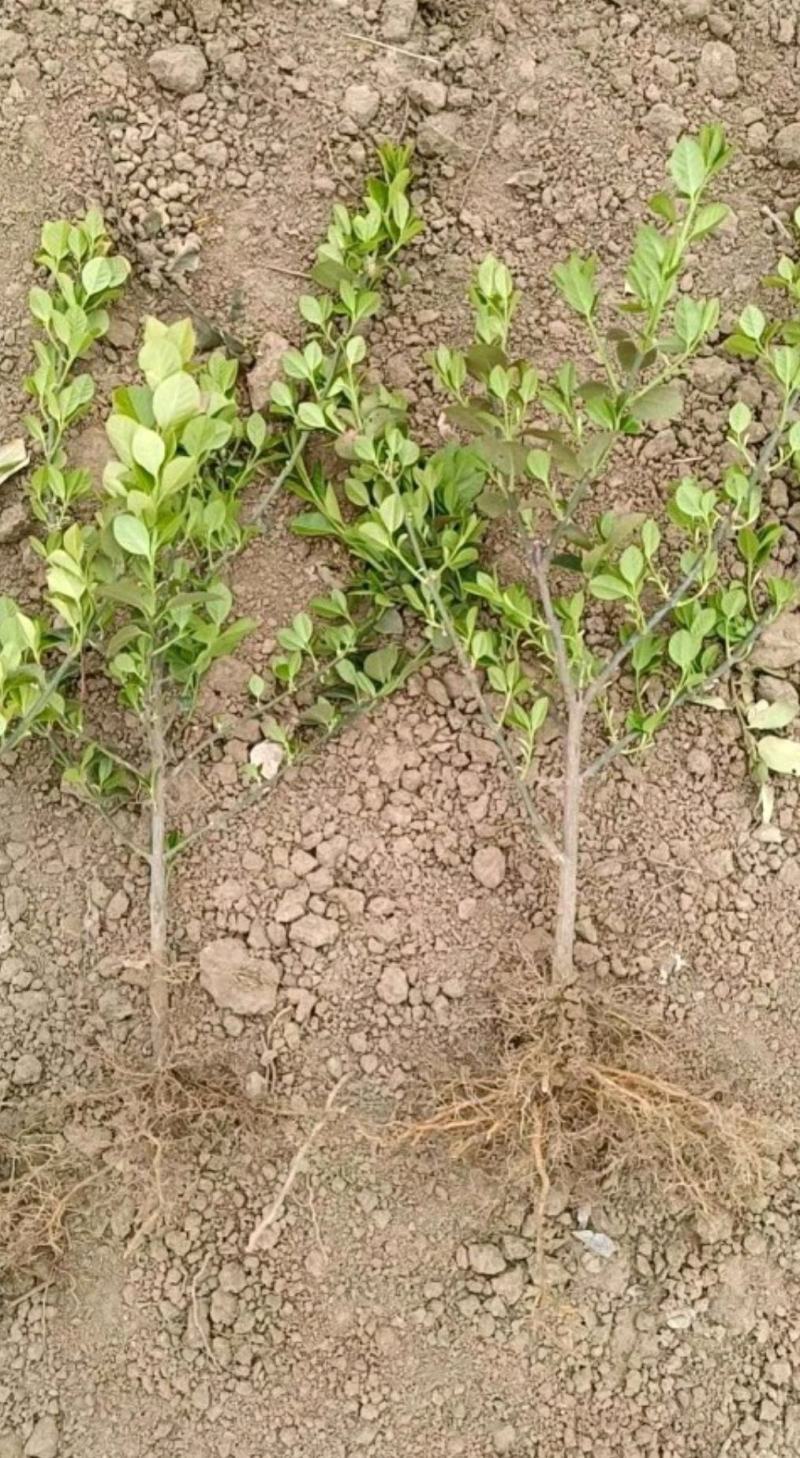绿化苗扶芳藤卫矛苗不懂勿拍非果苗地摊专用苗长期批发