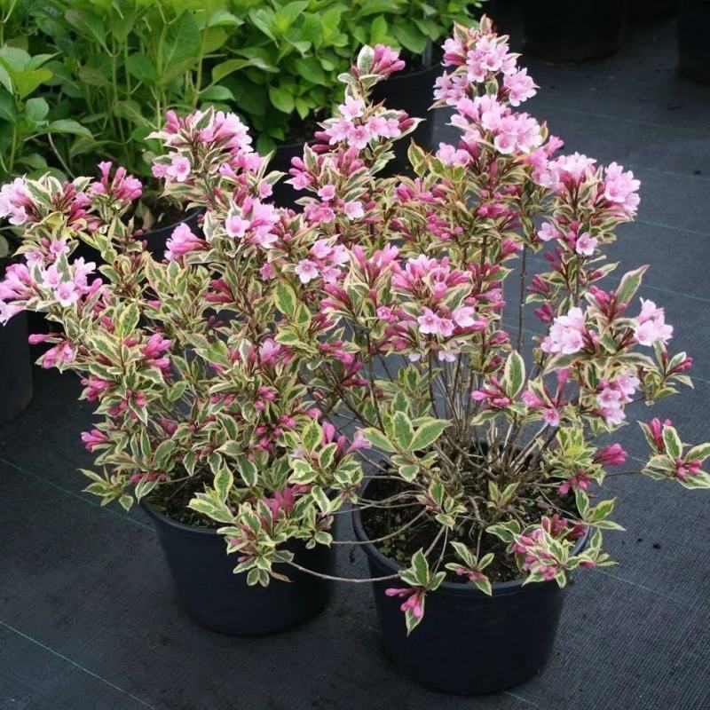 包邮花镜植物耐寒春天开花灌木花叶锦带盆栽苗木本花卉庭院