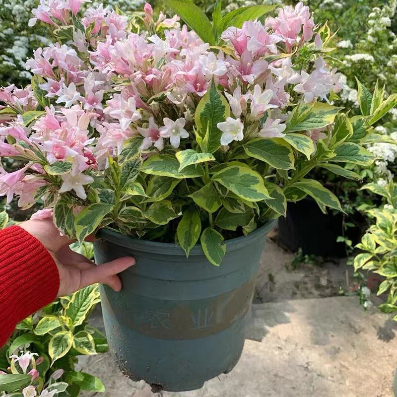 包邮花镜植物耐寒春天开花灌木花叶锦带盆栽苗木本花卉庭院