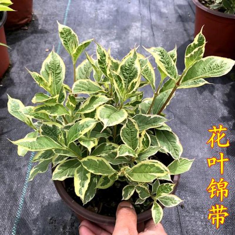 包邮花镜植物耐寒春天开花灌木花叶锦带盆栽苗木本花卉庭院