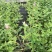 包邮花镜植物耐寒春天开花灌木花叶锦带盆栽苗木本花卉庭院
