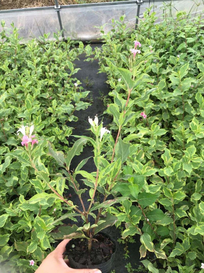 包邮花镜植物耐寒春天开花灌木花叶锦带盆栽苗木本花卉庭院