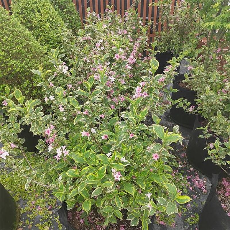 包邮花镜植物耐寒春天开花灌木花叶锦带盆栽苗木本花卉庭院