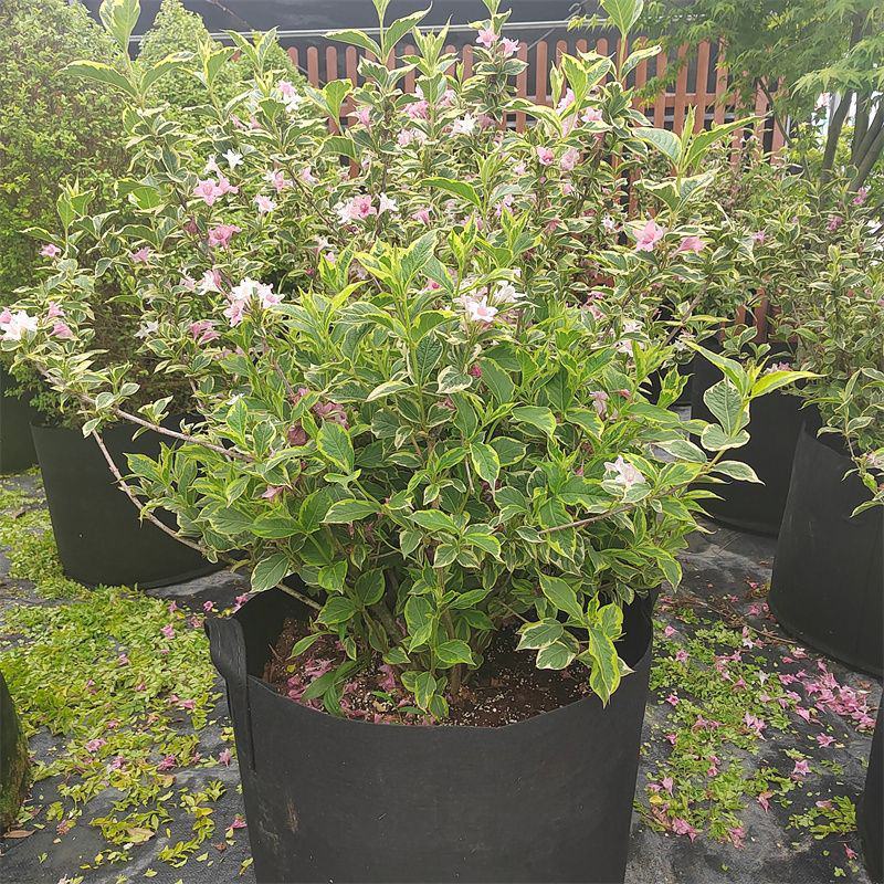 包邮花镜植物耐寒春天开花灌木花叶锦带盆栽苗木本花卉庭院