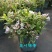 包邮花镜植物耐寒春天开花灌木花叶锦带盆栽苗木本花卉庭院