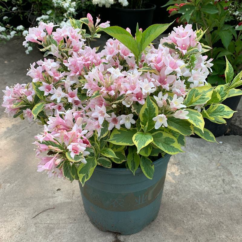 包邮花镜植物耐寒春天开花灌木花叶锦带盆栽苗木本花卉庭院