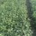 精品茶树苗金牡丹茶苗诚信经营品质保证欢迎电话联系