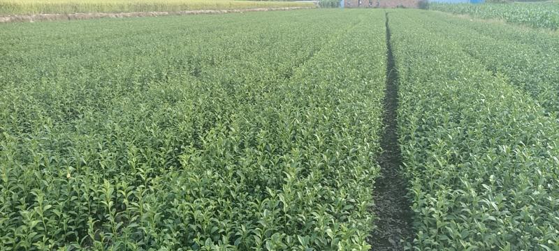 精品茶树苗金牡丹茶苗诚信经营品质保证欢迎电话联系