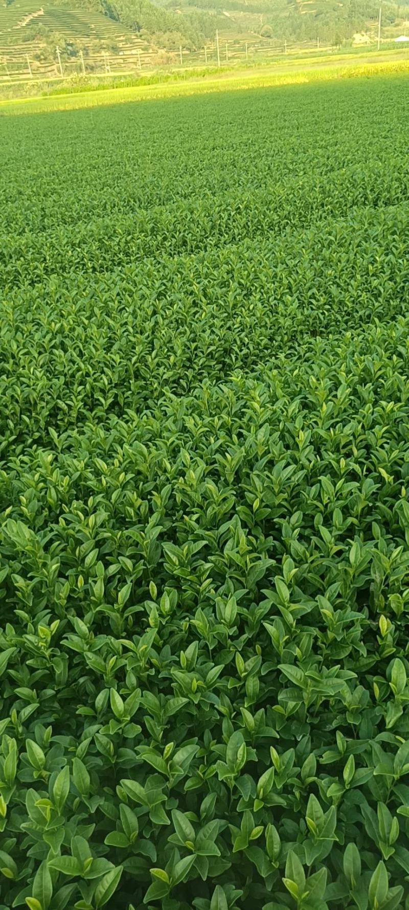 精品茶树苗金牡丹茶苗诚信经营品质保证欢迎电话联系